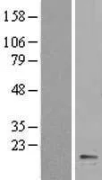 Cytochroom b5 (CYB5A) (NM 148923) Humaan overexpressielysaat