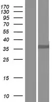 D Box Binding Protein (DBP) (NM 001352) Humane overexpressie Lysaat