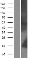 Neutrofielendefensine 4 (DEFA4) (NM 001925) Humane overexpressie Lysaat