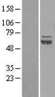Alpha 5 Defensin (DEFA5) (NM 021010) Human Over-expression Lysate