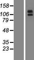Aminopeptidase A (ENPEP) (NM 001977) Humane overexpressie Lysaat