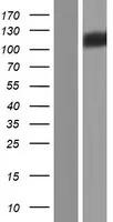 Efreceptor A1 (EAVA1) (NM 005232) Humane overexpressie Lysaat
