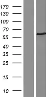 Trombinreceptor (F2R) (NM 001992) Menselijke overexpressielysaat