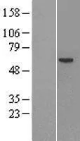Factor IX (F9) (NM 000133) Humane overexpressie Lysaat