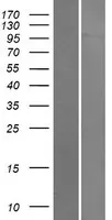 FES (NM 002005) Human Over-expression Lysate