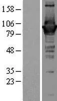 GBP1 (NM 002053) Menselijke overexpressie Lysaat