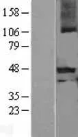 Myostatinepropeptide (MSTN) (NM 005259) Humane overexpressie-lysaat