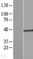 Glycoproteïne 2 (GP2) (NM 001502) Humane overexpressie Lysaat