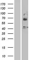 Motilinereceptor (MLNR) (NM 001507) Humane overexpressie Lysaat