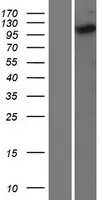 Kinesin 5C (KIF5C) (NM 004522) Humane overexpressie Lysaat