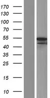 MPP1 (NM 002436) Humane overexpressie Lysaat
