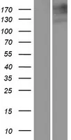 MRP1 (ABCC1) (NM 004996) Humane overexpressie Lysaat