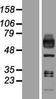 Macrophage Scavenger Receptor I (MSR1) (NM 138715) Human Over-expression Lysaat