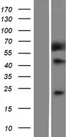 Methioninesulfaatreductase A (MSRA) (NM 012331) Humane overexpressielysaat