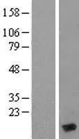 Myosine (MYL6) (NM 021019) Humane overexpressie Lysaat