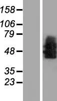 Neurotensinereceptor 1 (NTSR1) (NM 002531) Humaan Overexpressie Lysaat