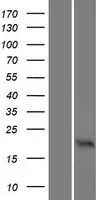 Olfactory Marker Protein (OMP) (NM 006189) Humane overexpressie Lysaat