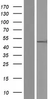 ORC4L (ORC4) (NM 181741) Humane overexpressie Lysaat
