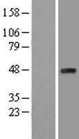 EBP1 (PA2G4) (NM 006191) Humane overexpressie Lysaat