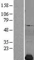 Profiline 2 (PFN2) (NM 053024) Menselijke overexpressie Lysaat