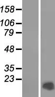 Protamine 2 (PRM2) (NM 002762) Humane overexpressie Lysaat