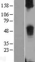 TAS2R38 (NM 176817) Humane overexpressie Lysaat