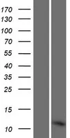 RPLP1 (NM 001003) Human Over-expression Lysaat