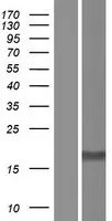Ribosomale proteïne S10 (RPS10) (NM 001014) Humane overexpressie Lysaat
