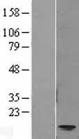 Eotaxine (CCL11) (NM 002986) Humane overexpressie Lysaat