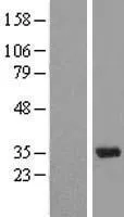 U1A (SNRPA) (NM 004596) Humane overexpressie Lysaat