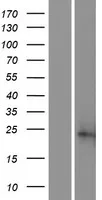 SSR2 (NM 003145) Human Over-expression Lysaat