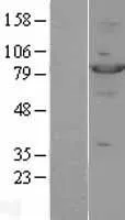 STAT4 (NM 003151) Humane overexpressie Lysaat