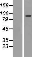 CD71 (TFRC) (NM 001128148) Human Over-expression Lysate