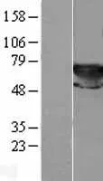 Transketolase (TKT) (NM 001064) Humane overexpressie Lysaat