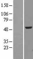 Alpha Tubulin (TUBA4A) (NM 006000) Humane overexpressie Lysaat