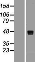 WNT8A (NM 058244) Menselijk over-expressie lysaat