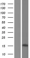 ZNF3 (NM 017715) Humane overexpressie Lysaat