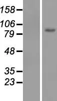 MSK2 / RSK-B (RPS6KA4) (NM 003942)