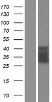 CD32 (FCGR2C) (NM 001005411) Human Over-expression Lysate