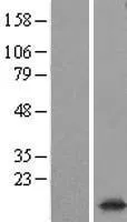 Synaptogyrine 1 (SYNGR1) (NM 145731) Humaan Over-expressie Lysaat