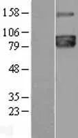 PCSK7 (NM 004716) Humane overexpressie Lysaat