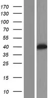 POLR1C (NM 203290) Humane over-expressie Lysaat