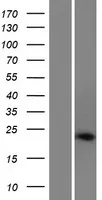 CAPON (NOS1AP) (NM 014697) Human Over-expression Lysate