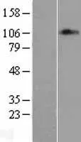 TRAP100 (MED24) (NM 014815) Humane overexpressie Lysaat