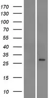 MRP5 (ABCC5) (NM 001023587) Humane overexpressie Lysaat