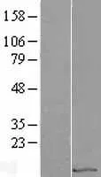 EIF1 (NM 005801) Human Over-expression Lysate