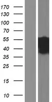 CD2BP2 (NM 006110) Humane overexpressie Lysaat
