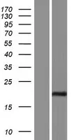 MIR9-1HG (NM 006365) Humane overexpressie Lysaat