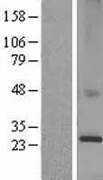 KDEL Receptor (KDELR1) (NM 006801) Humane Overexpressie Lysaat