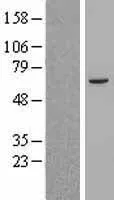 ABCB8 (NM 007188) Human Over-expressie Lysaat